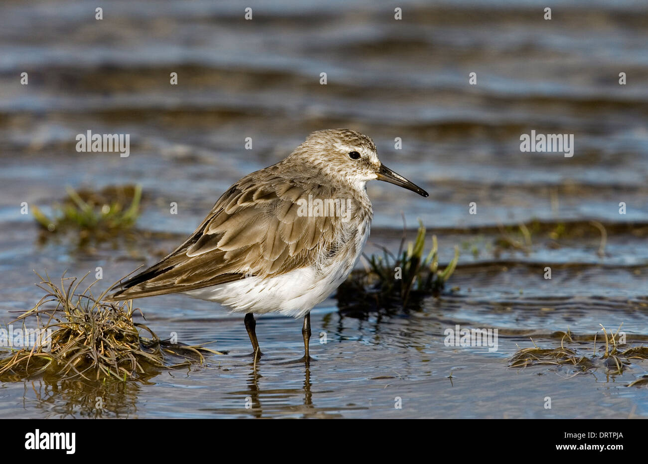 Weißes-rumped Strandläufer - Calidris fuscicollis Stockfoto