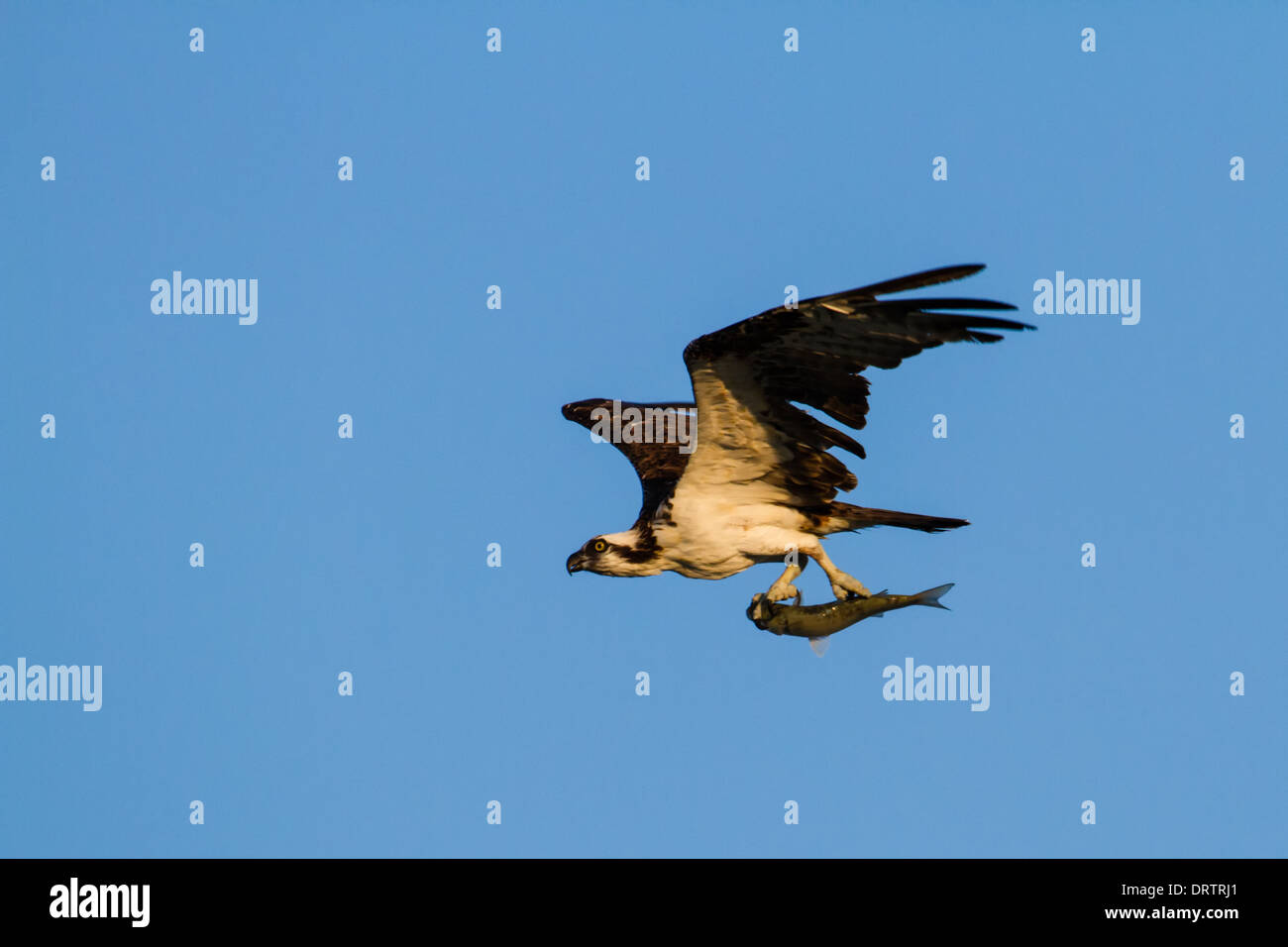 Ein Fischadler (Pandion Haliaetus) während des Fluges mit einem frisch gefangenen Fisch vor einem blauen Himmel gesetzt. Stockfoto