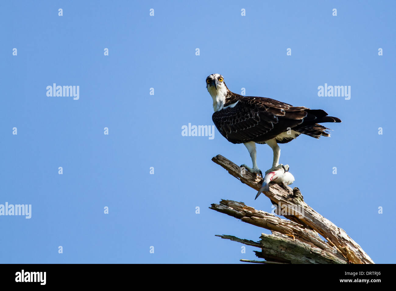 Ein Fischadler (Pandion Haliaetus) sitzt in einem Baum mit einem frisch gefangenen Fisch vor einem blauen Himmel gesetzt. Stockfoto