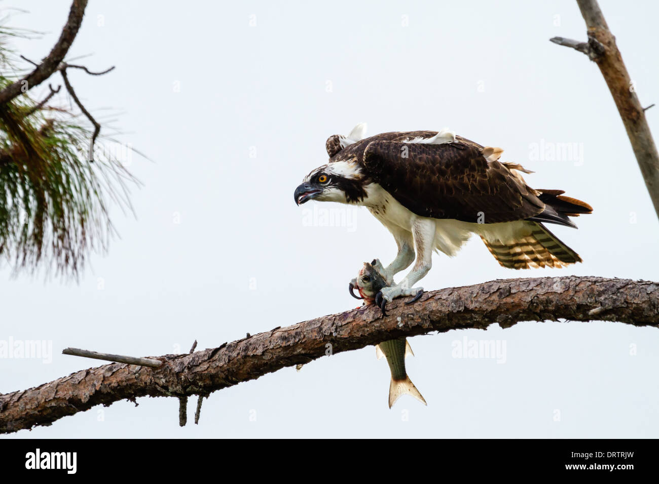 Fischadler (Pandion Haliaetus) einen frisch gefangenen Fisch, Fort George Inlet, Florida Stockfoto