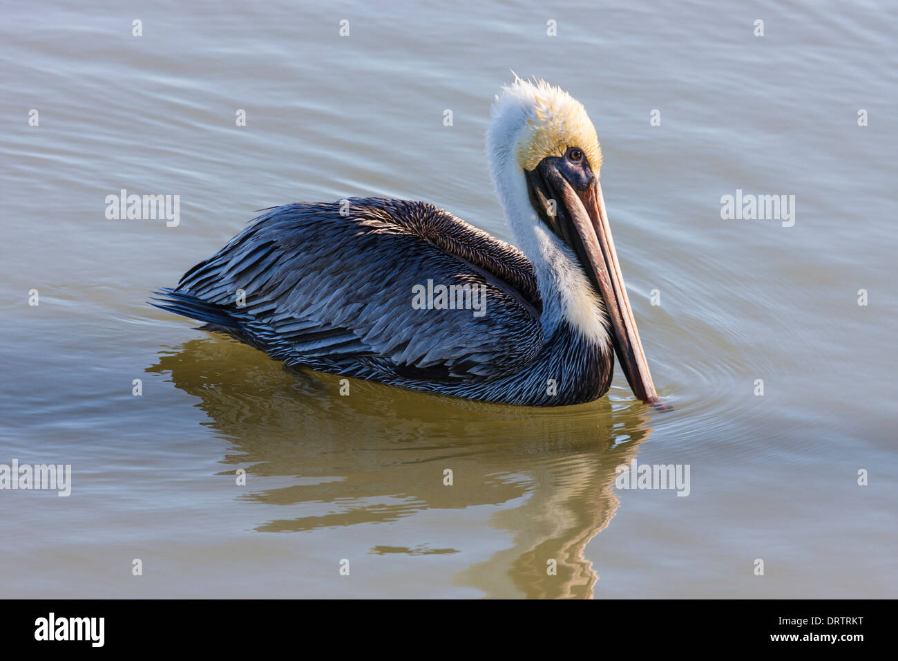 Brauner Pelikan, Pelecanus Occidentalis in der Nähe von Rockport, Texas. Stockfoto