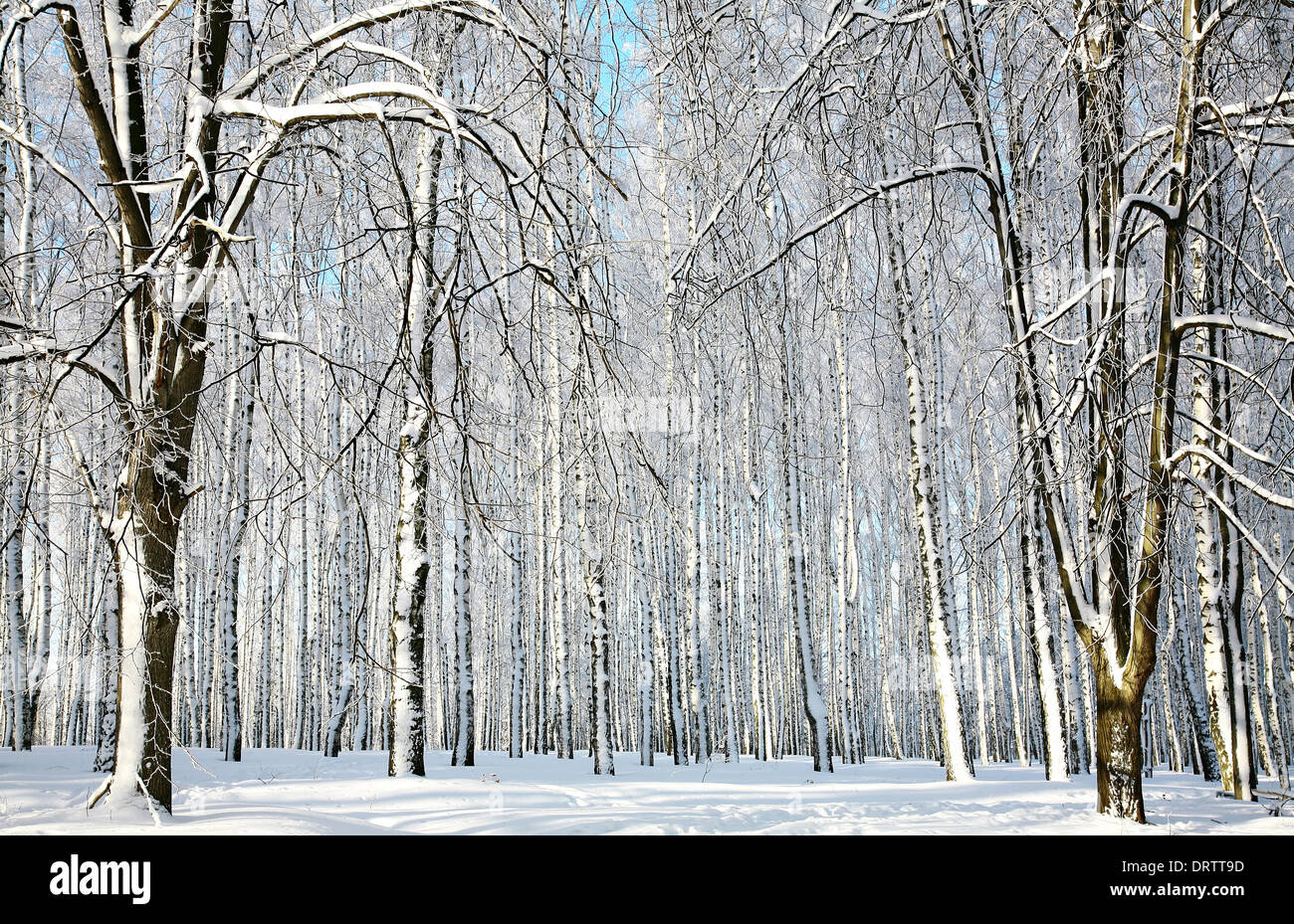 Sonnigen Winterwald Stockfoto