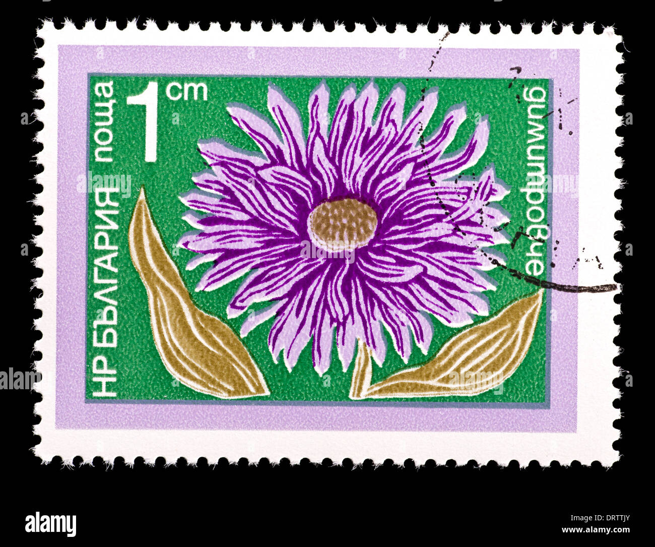 Briefmarke aus Bulgarien, die Darstellung einer aster Stockfoto
