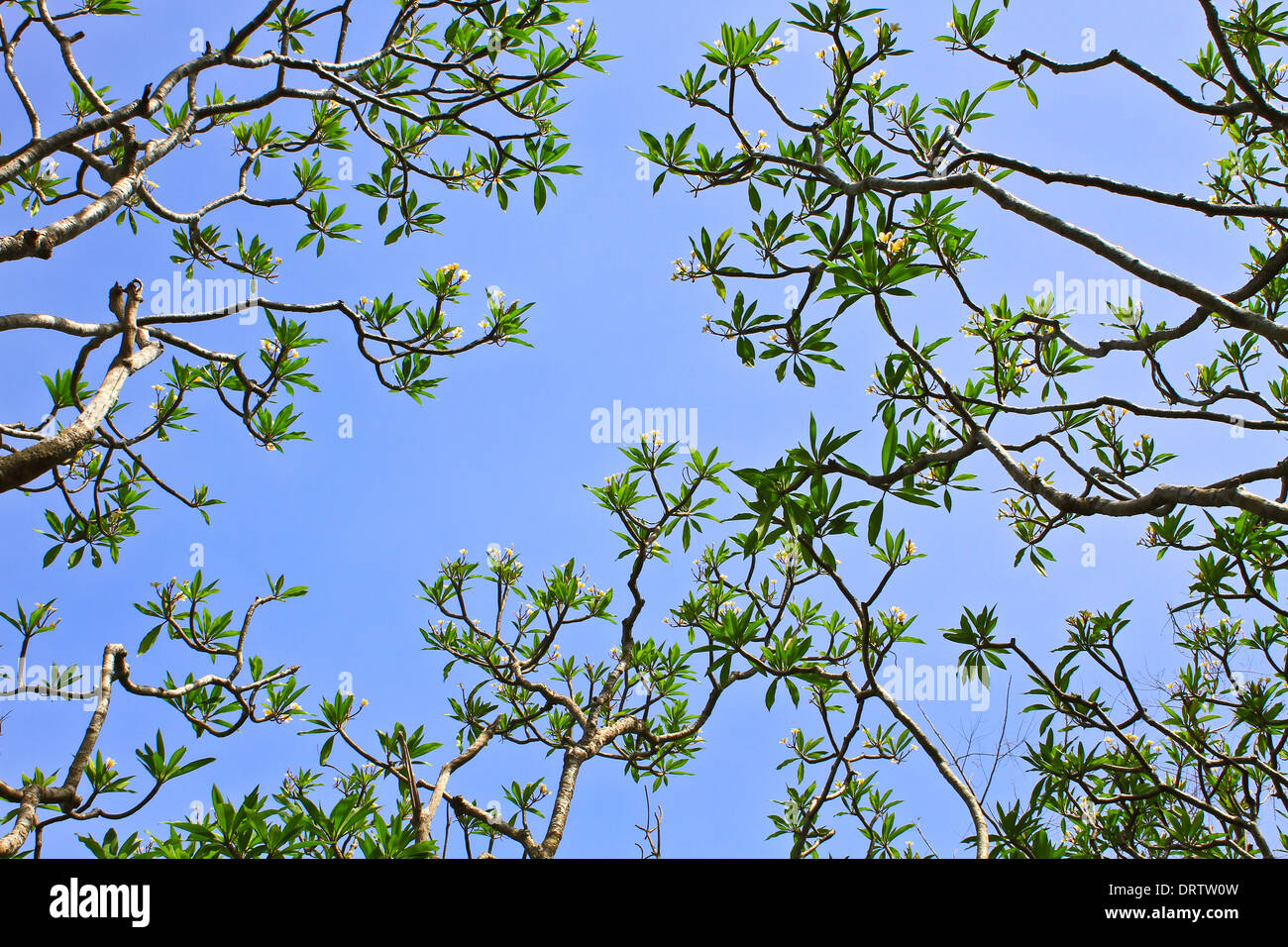 Frangipani und Himmel im Palazzo Khao Wung Petchburi Provinz, Thailand Stockfoto