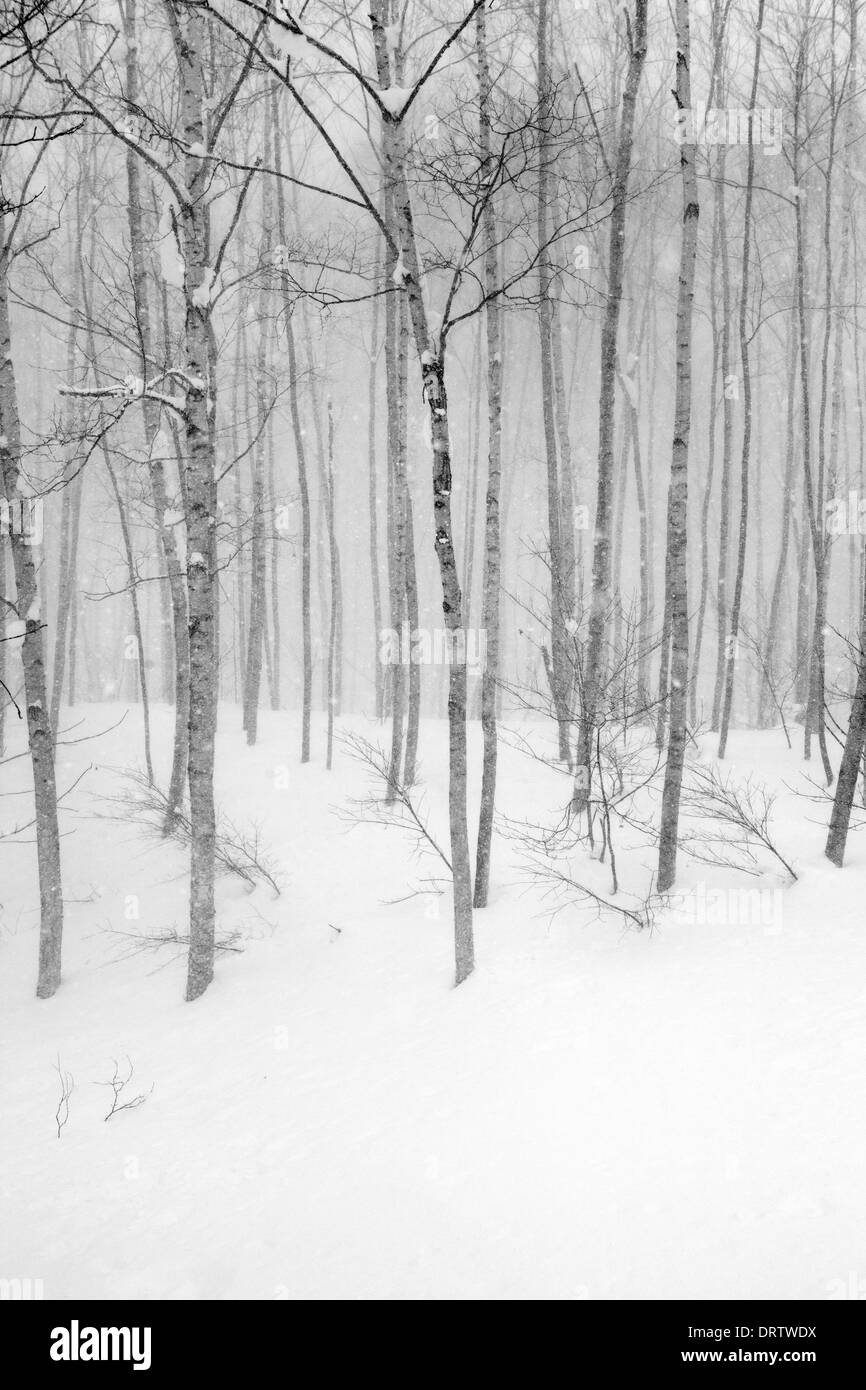 Winter-Szenen, Niseko, Japan Stockfoto