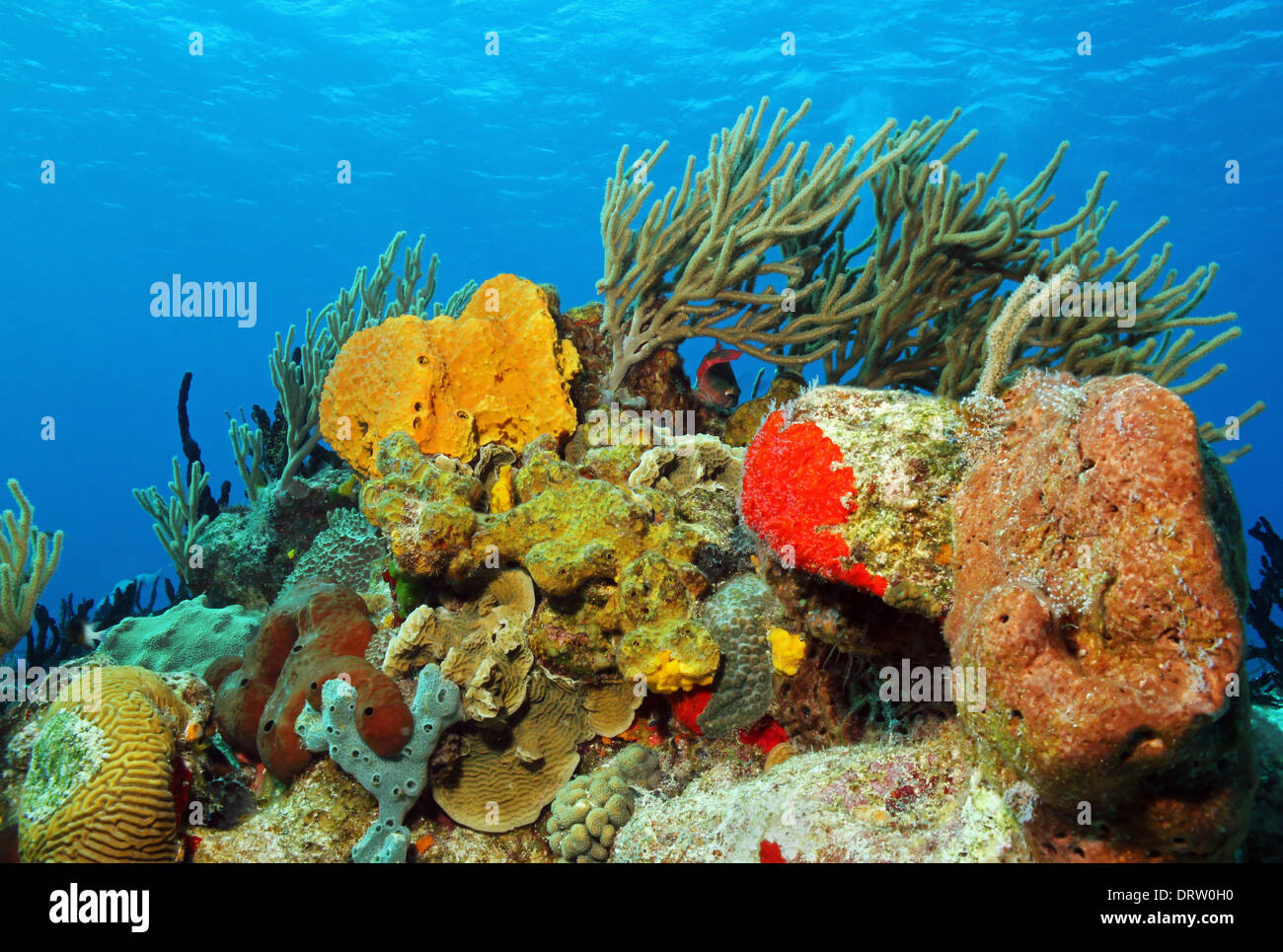 Korallen gegen Oberfläche, Cozumel, Mexiko Stockfoto