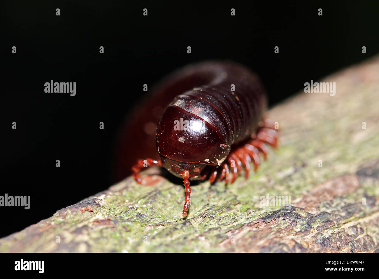 Rusty Tausendfüßler (Trigoniulus Corallines) close-up, Taman Negara, Malaysia Stockfoto