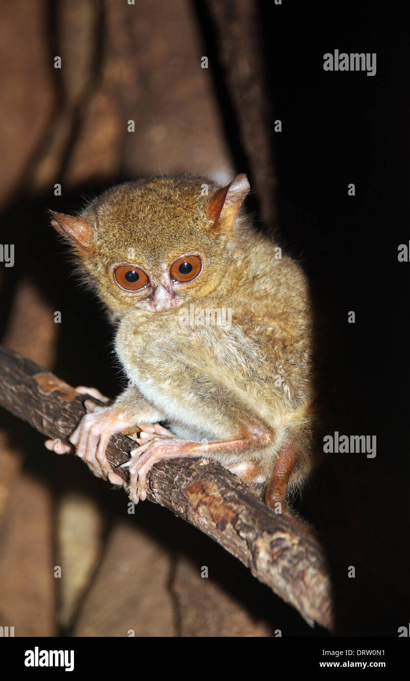 Spektrale Koboldmaki (Tarsius Spectrum/Tarsius Tarsier) auf einem Zweig, Tangkoko Nationalpark, Nord Sulawesi, Indonesien Stockfoto