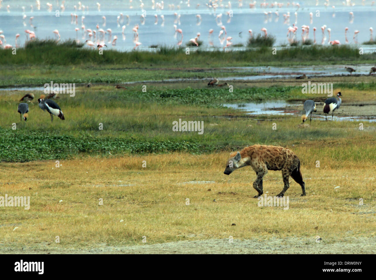 Gefleckte Hyänen (Crocuta Crocuta) nähert sich in Grass, Ngorongoro Krater, Tansania Stockfoto