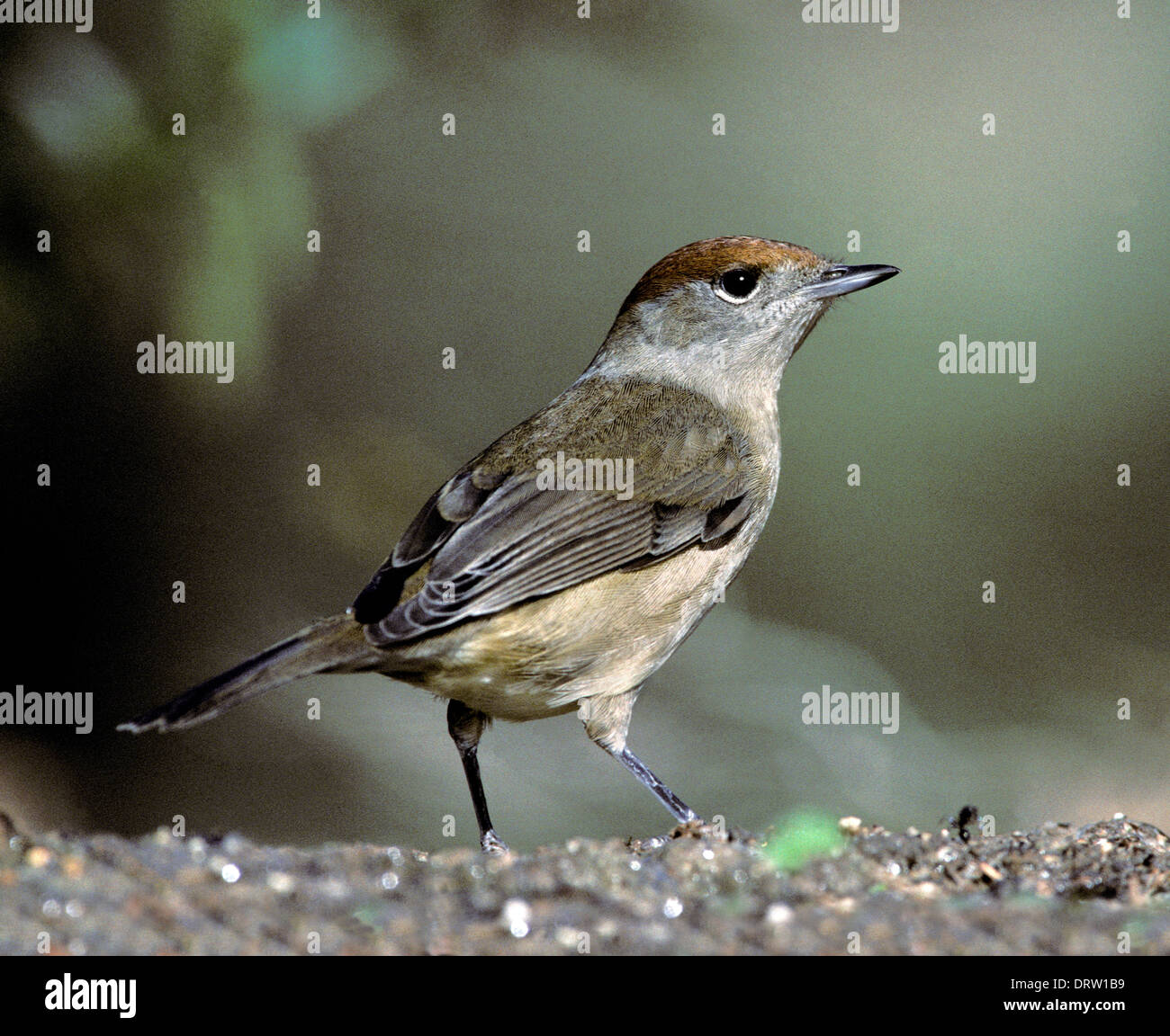Mönchsgrasmücke Sylvia atricapilla Stockfoto