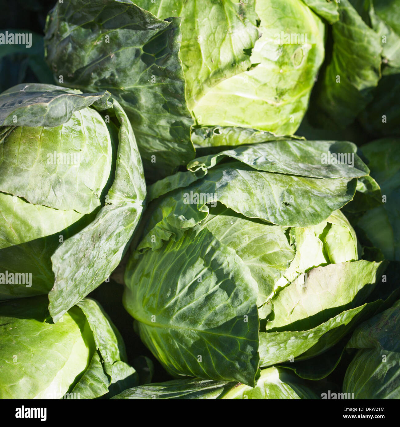 Gruppe von frischen Reifen weißen Kohl auf einem Bauernmarkt Stockfoto