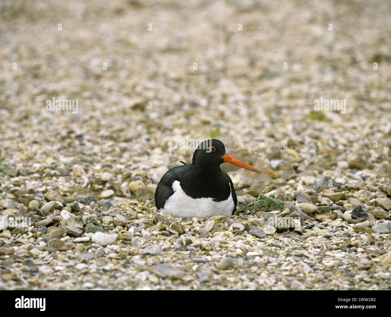 Austernfischer Haematopus ostralegus Stockfoto