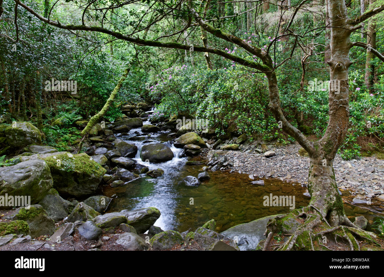 Der Owengarriff River im Killarney National Park auf dem Ring of Kerry, County Kerry, Irland Stockfoto
