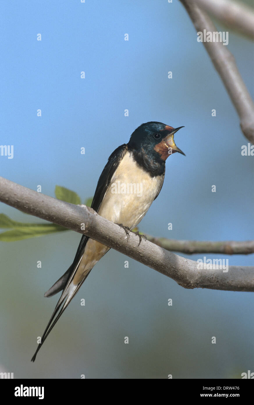 Schwalbe Hirundo rustica Stockfoto