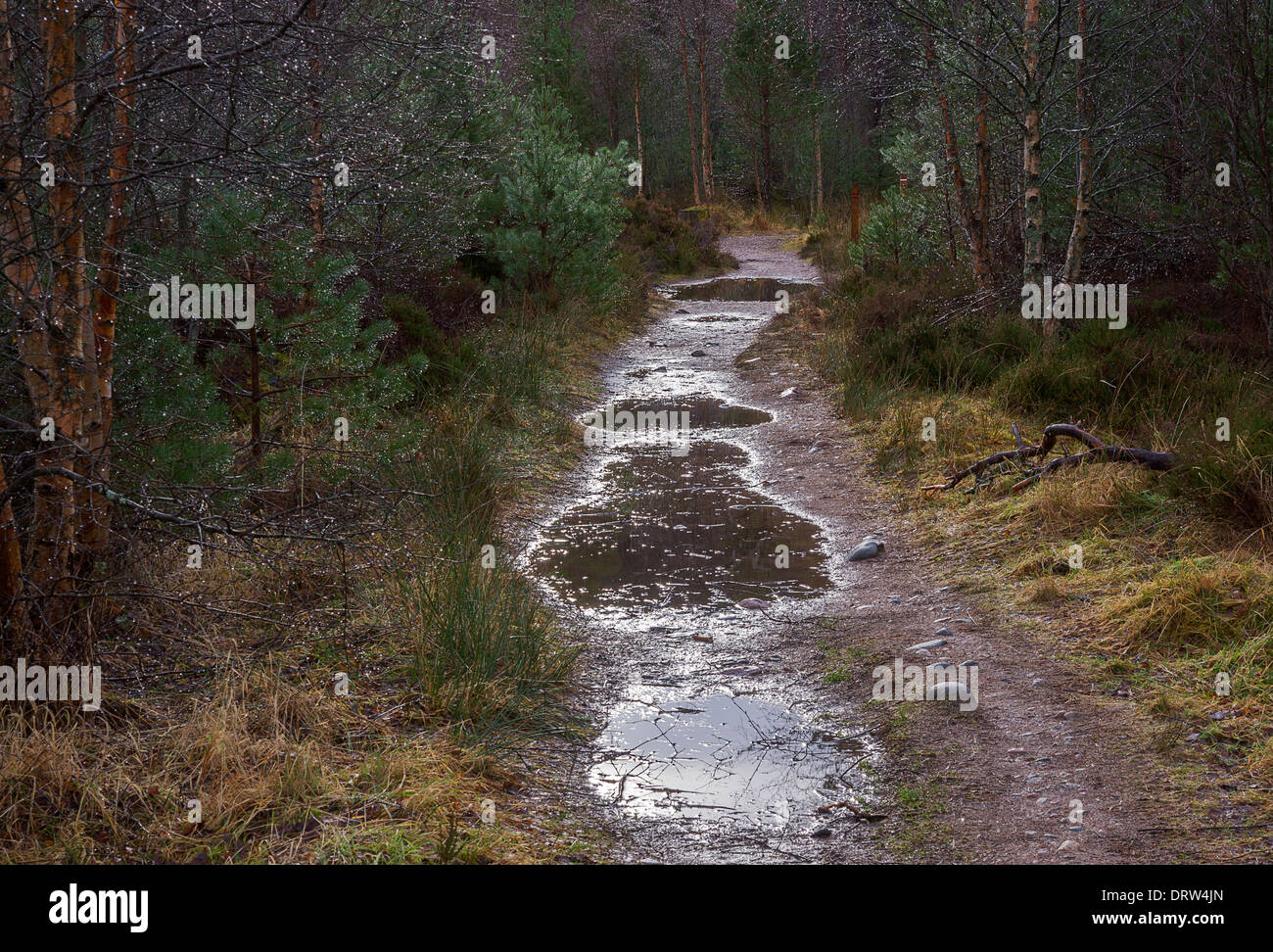 Waldweg mit Regenpfützen. Glenmore Forest Park, Cairngorms National Park, Schottland. Stockfoto