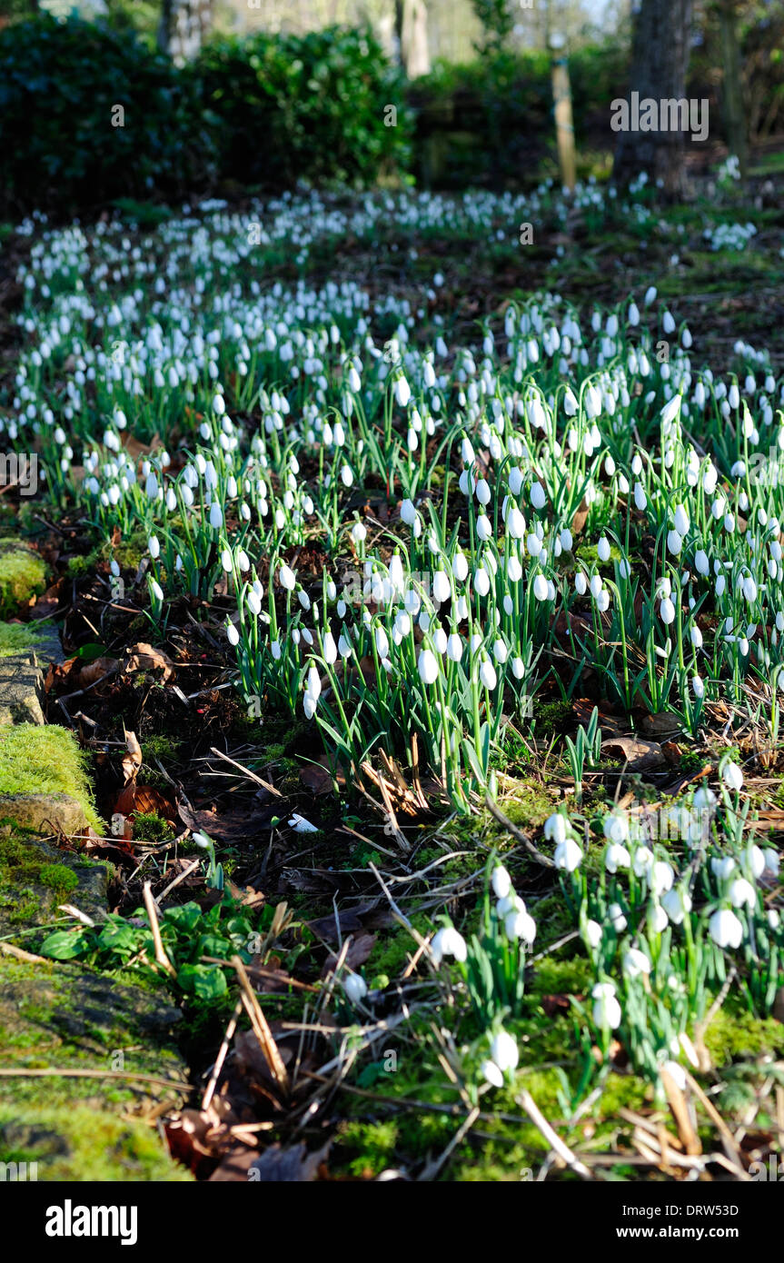 Hodsock Priory, Nottinghamshire. 2. Februar 2014 Hodsock Priorat öffnet seine Türen für einen Monat, 1. Februar-2. March.For der Öffentlichkeit die Beauty-Kollektion von Schneeglöckchen alle unter Anzeigen klar blau sonnig. Eine Pause in das Wetter hat einen anstrengenden Tag am Hodsock der milden Temperaturen die Schneeglöckchen früh bringen gesehen. Bildnachweis: Ian Francis/Alamy Live-Nachrichten Stockfoto