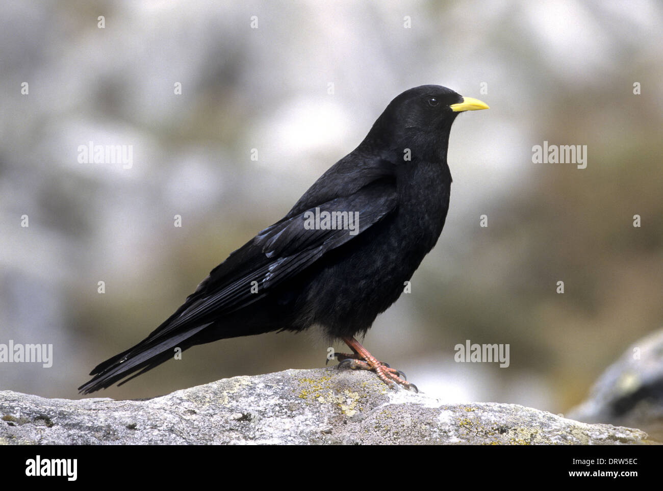 Alpine Alpenkrähe - Pyrrhocorax graculus Stockfoto