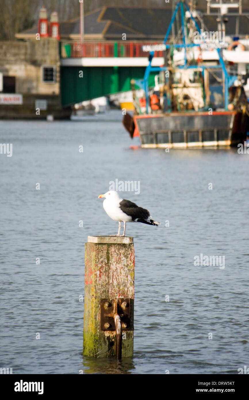 Schwarze Rückseite Möwe im Hafen von Weymouth. Stockfoto