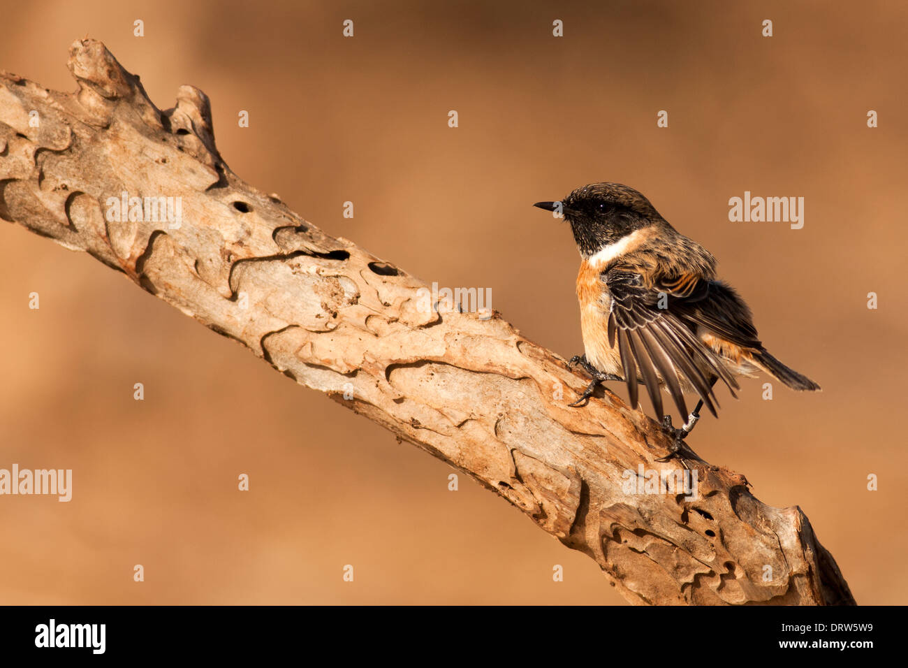 Männliche gemeinsame Schwarzkehlchen oder europäischen Schwarzkehlchen (Saxicola Rubicola). Stockfoto