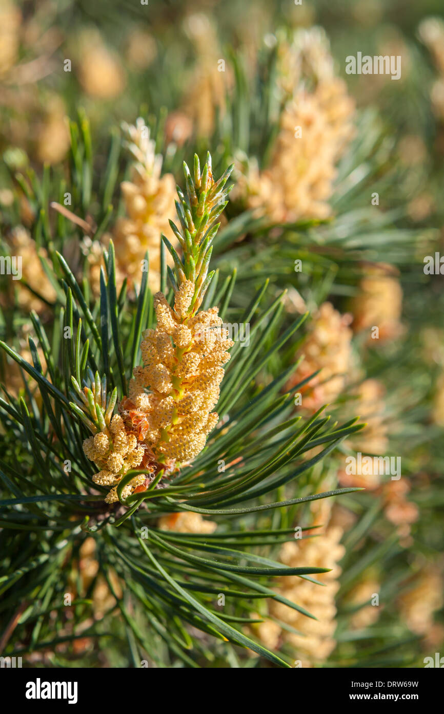 Pinien pollen Stockfoto