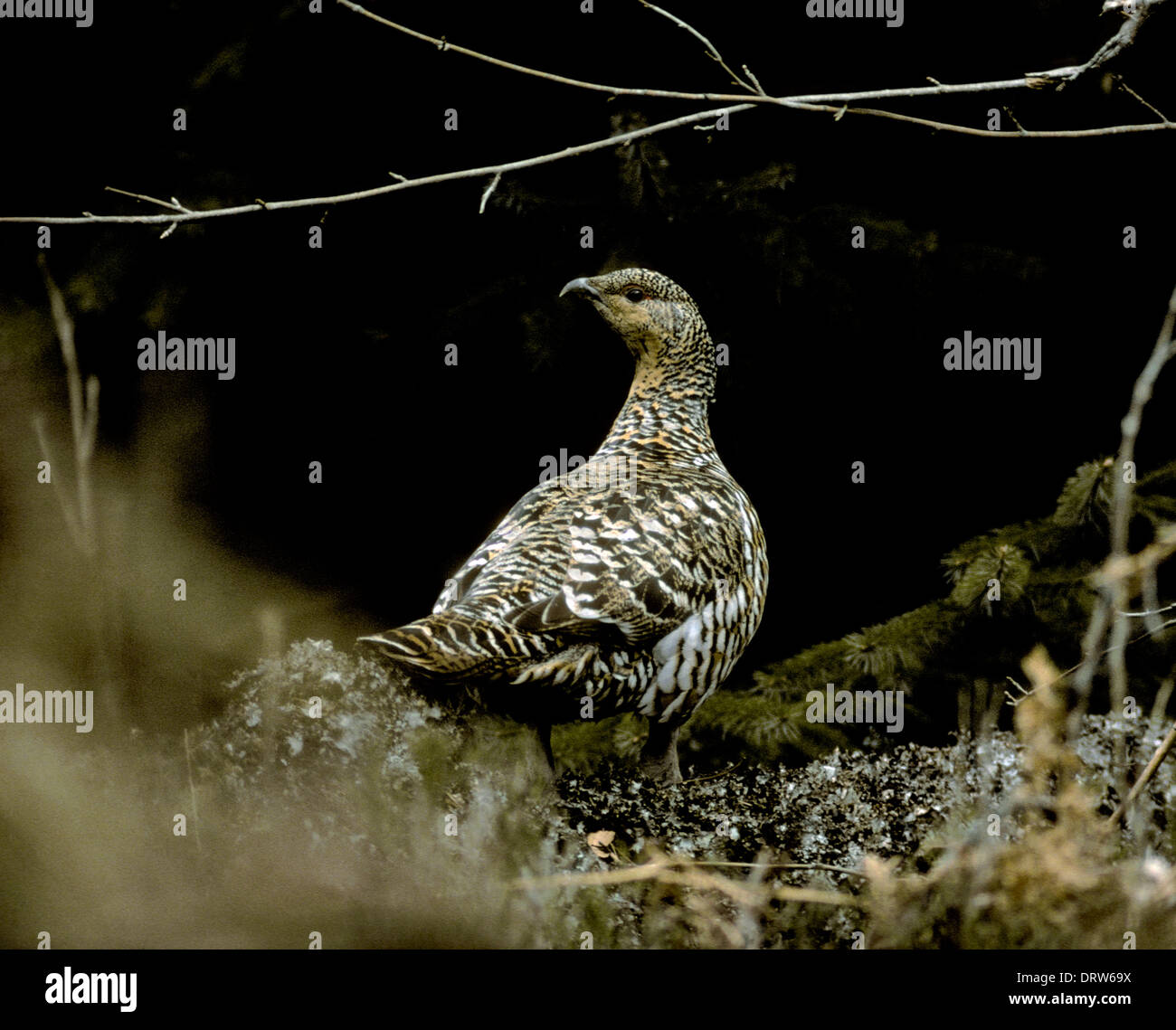 Auerhahn at urogallus Stockfoto