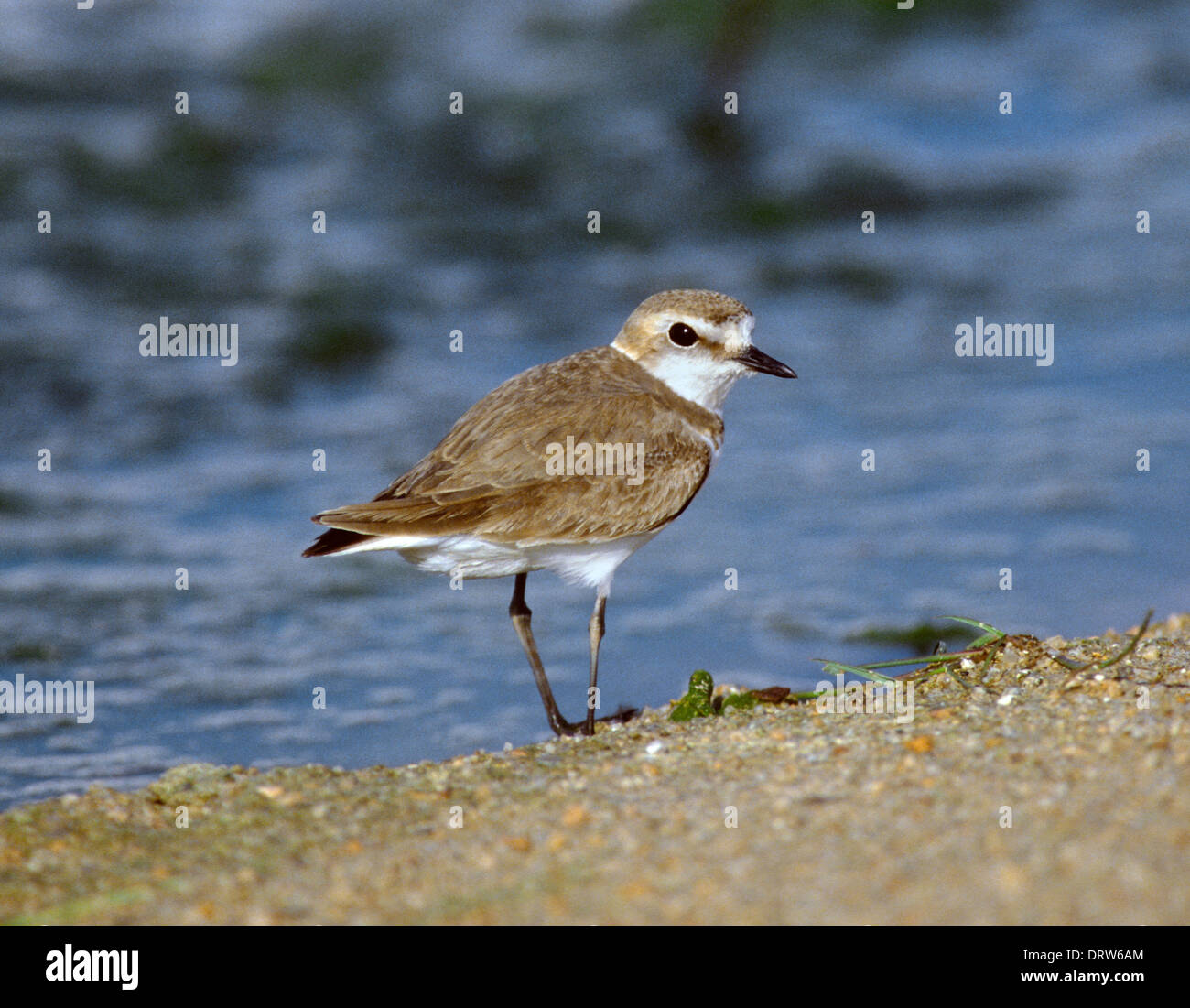 Kentish Plover Charadrius alexandrinus Stockfoto