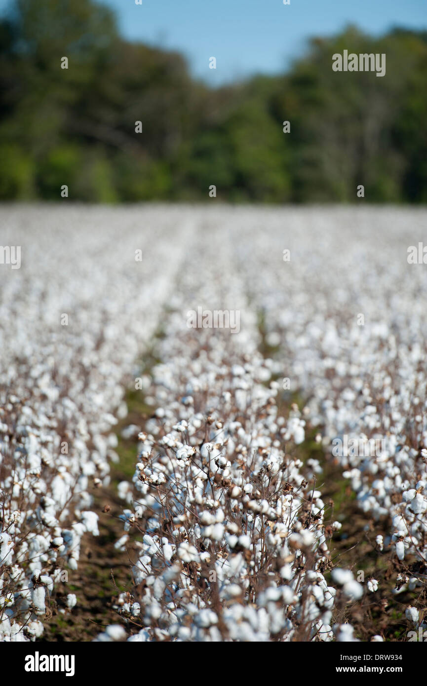 USA Mississippi MS Miss zentrale Kulturpflanzen Baumwolle Felder mit Wattebällchen in voller Blüte reif für die Ernte Stockfoto