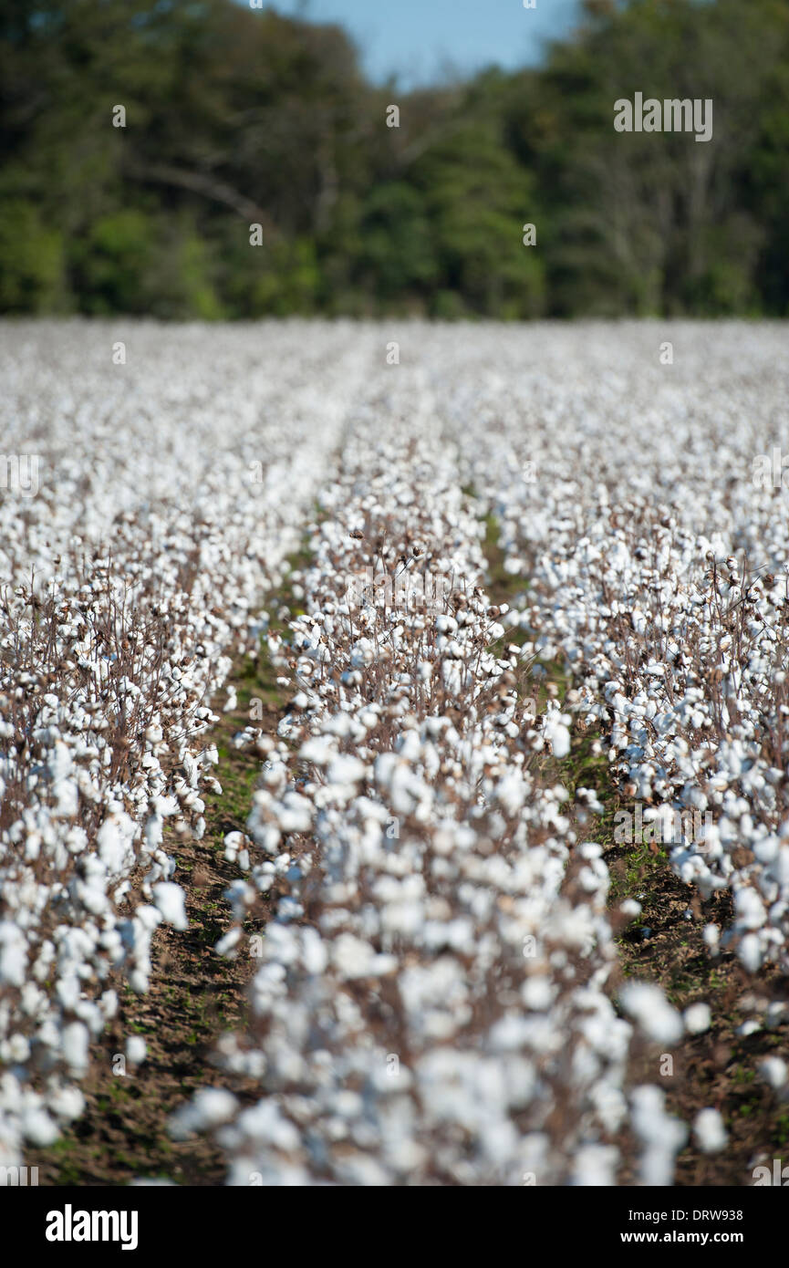 USA Mississippi MS Miss zentrale Kulturpflanzen Baumwolle Felder mit Wattebällchen in voller Blüte reif für die Ernte Stockfoto