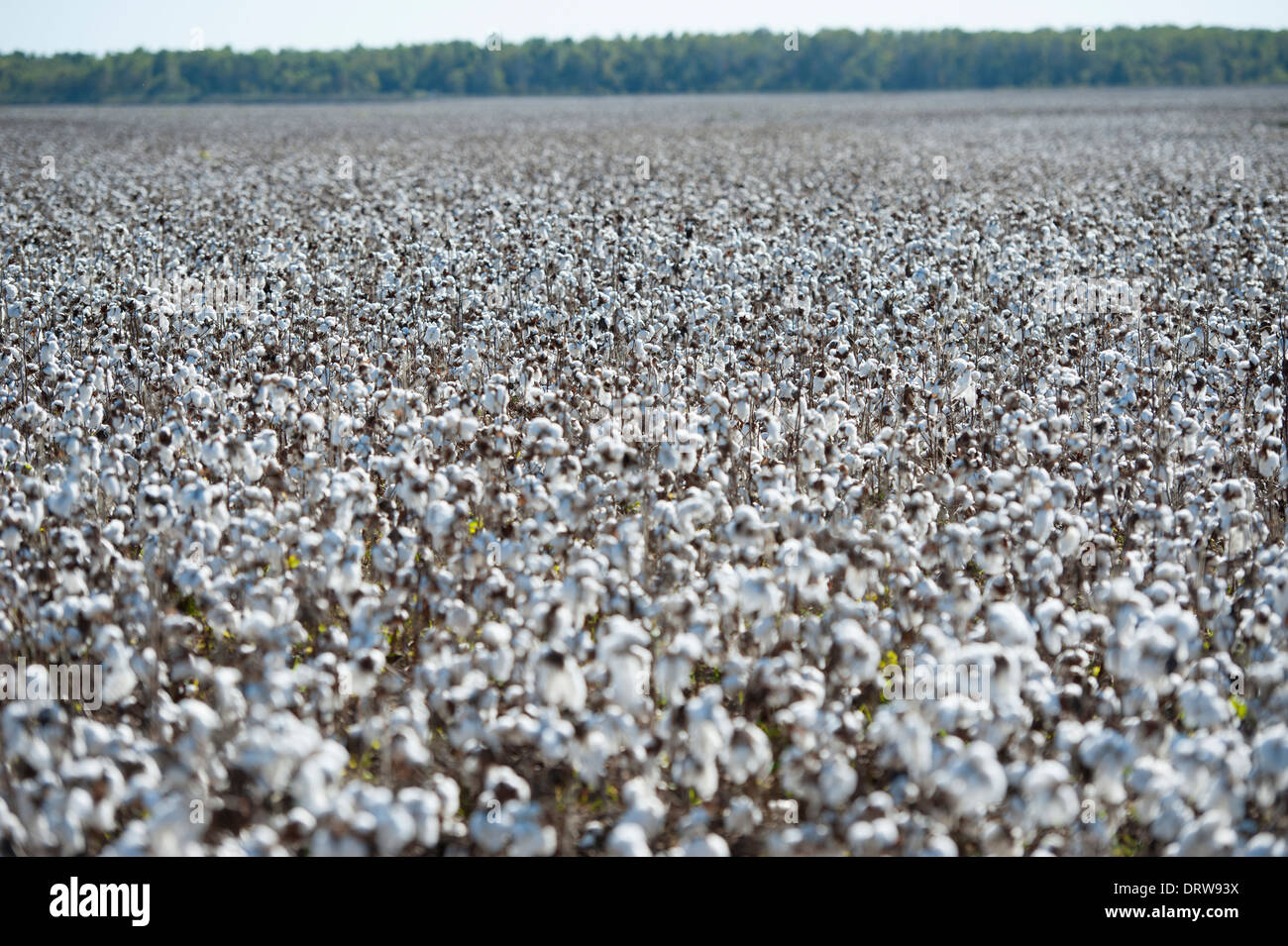 USA Mississippi MS Miss zentrale Kulturpflanzen Baumwolle Felder mit Wattebällchen in voller Blüte reif für die Ernte Stockfoto