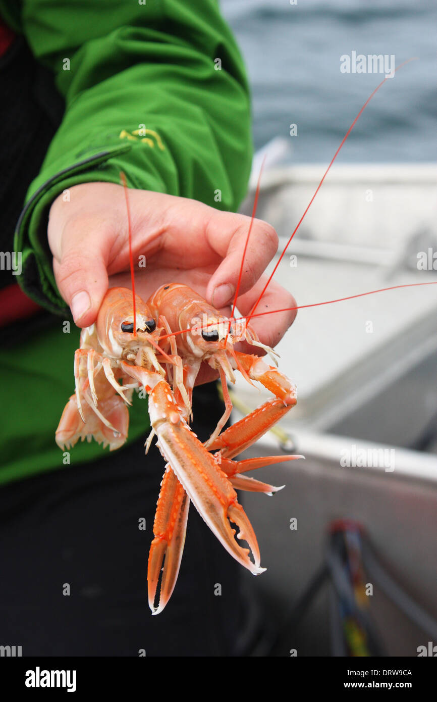 Zwei Scampi, Nephrops Norvegicus, gehalten durch Fischer, die Garvellach Inseln, Westküste von Schottland Stockfoto
