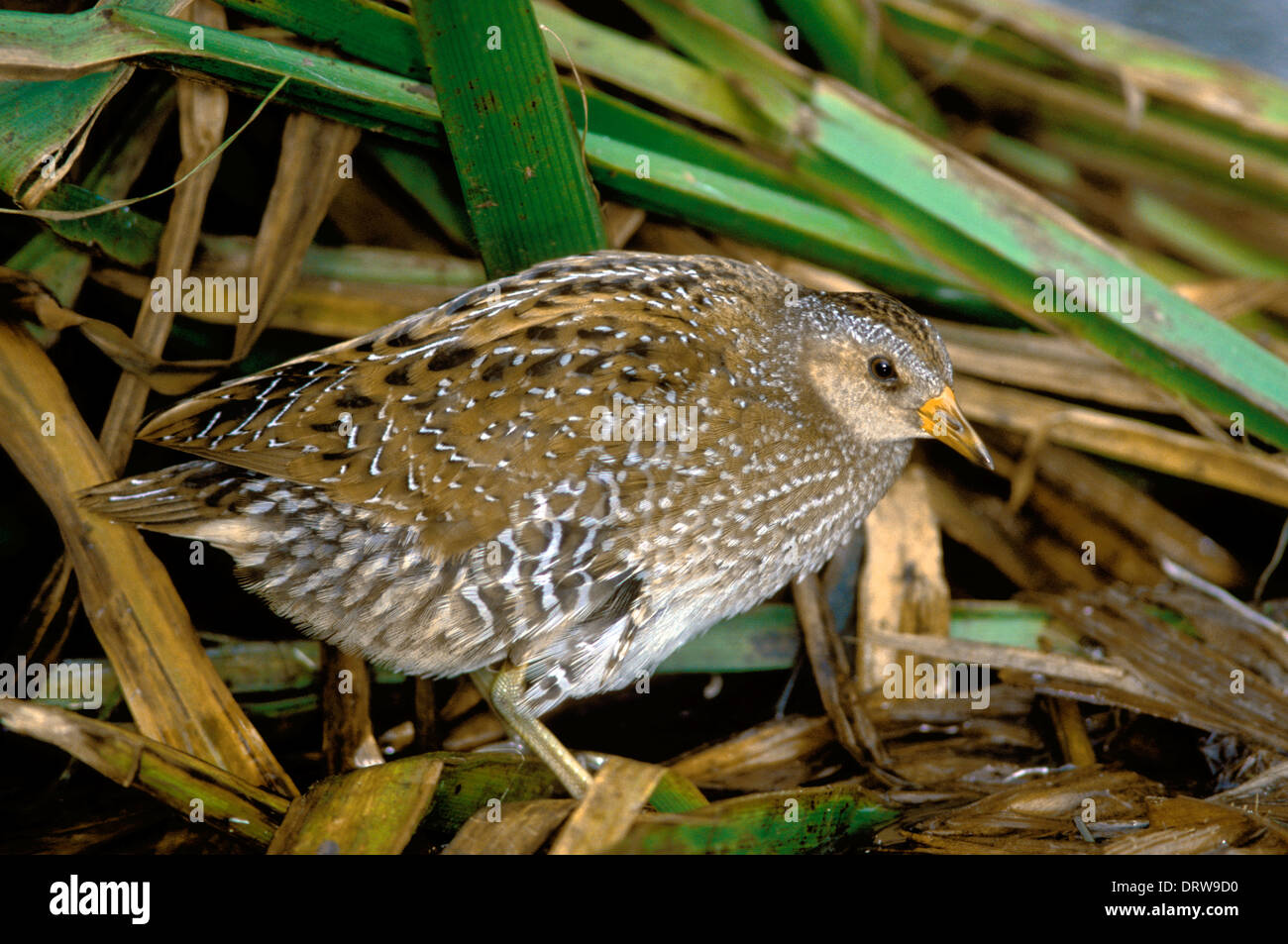 Spotted Crake Porzana porzana Stockfoto