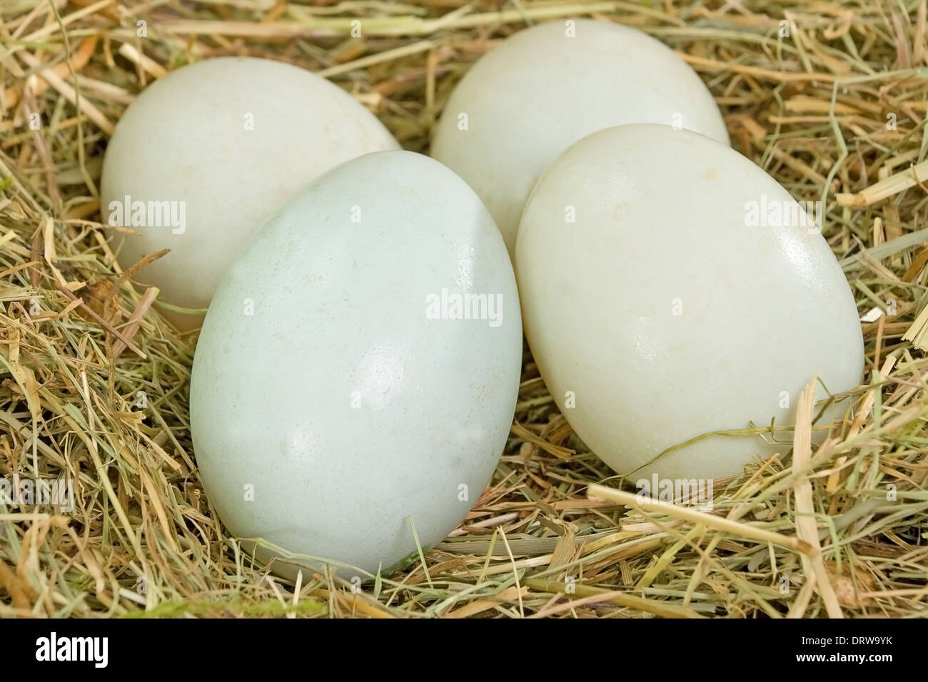 Vier frische Ente Freilandeier in einem Nest aus Heu Stockfoto