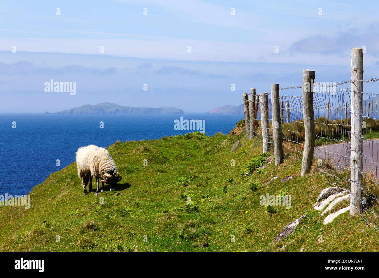 Schafe auf der Dingle-Halbinsel im County Kerry, Irland Stockfoto