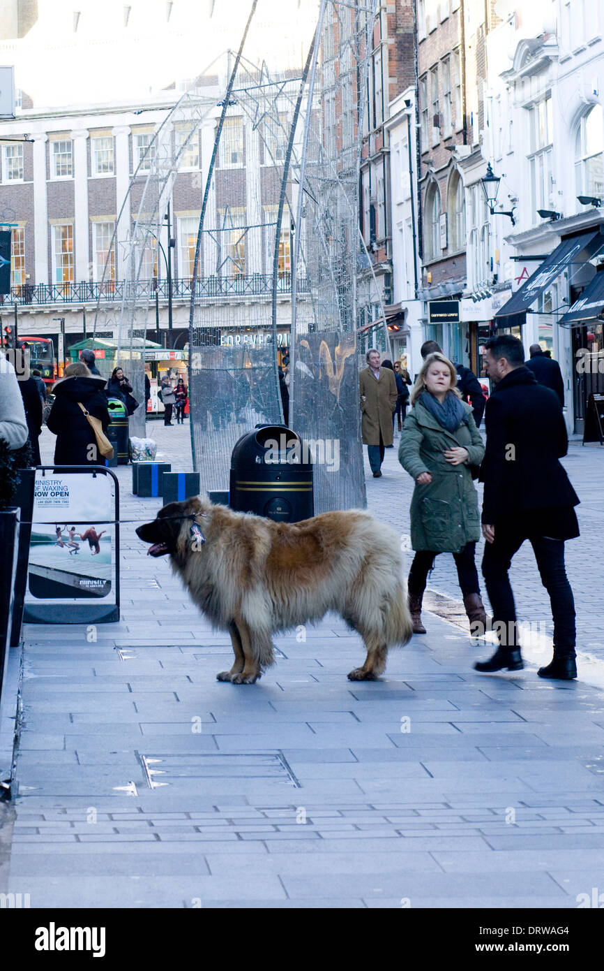 Hund, Schaufensterbummel auf Bond Street London England Stockfoto