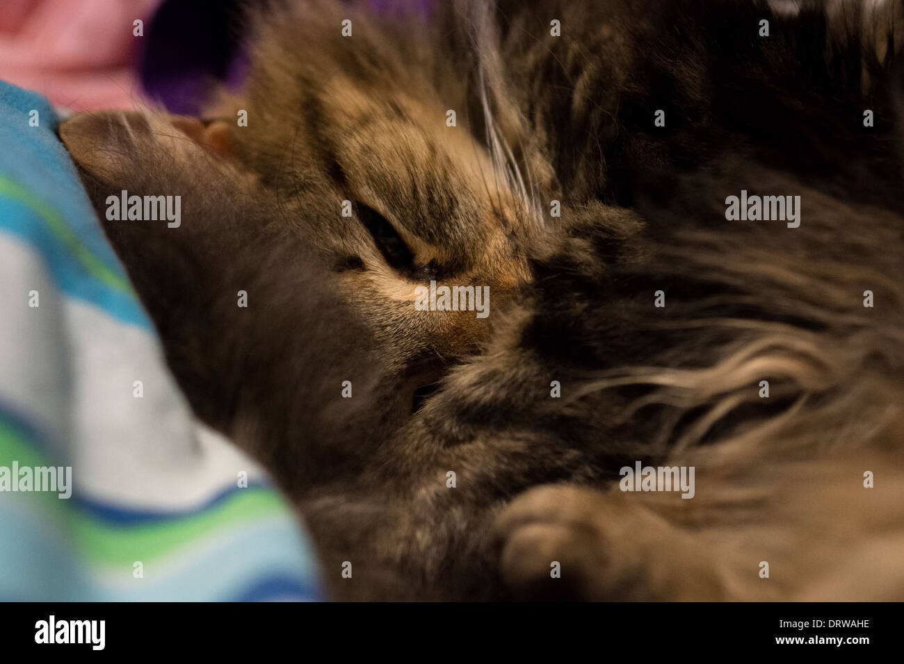 Katze Kitten schläft zusammengerollt weiße Schnurrhaare Pfoten Stockfoto