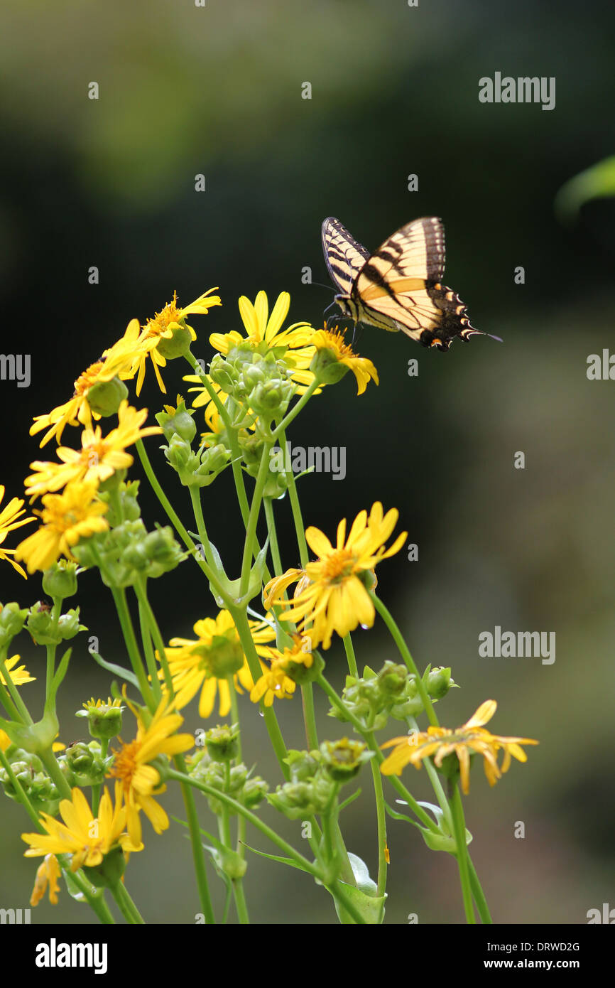 Tiger Schwalbenschwanz Schmetterling Blüte Cup Pflanze Prärie Ohio Stockfoto