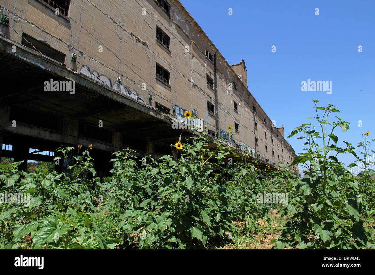 Verlassenen Lagerhaus Knollenfäule St. Louis Missouri Stockfoto