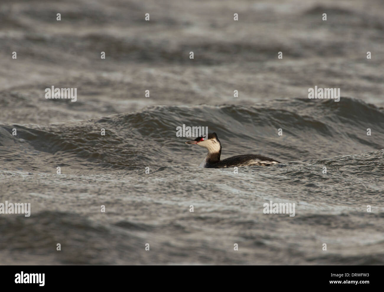 Slawonische Haubentaucher (Podiceps Auritus) im Winterkleid. Die Art ist bekannt als der Ohrentaucher in Nordamerika. Stockfoto