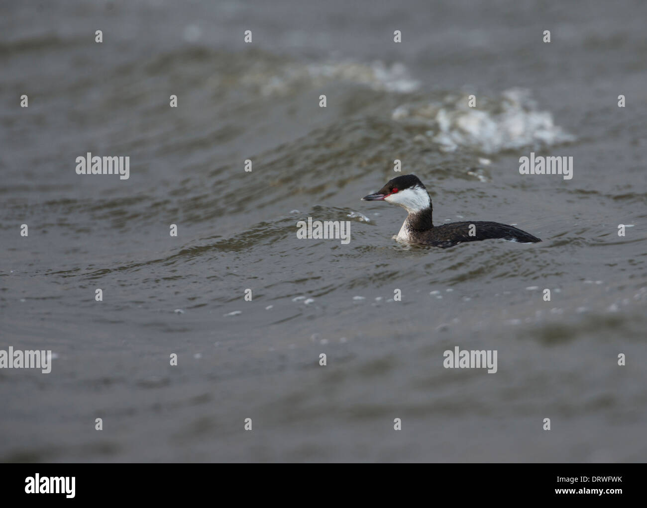 Slawonische Haubentaucher (Podiceps Auritus) im Winterkleid. Die Art ist bekannt als der Ohrentaucher in Nordamerika. Stockfoto