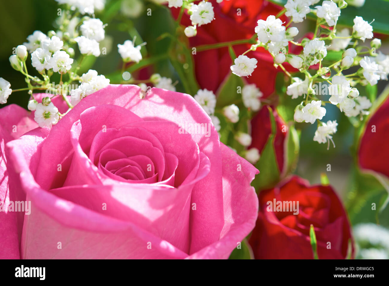 Eine Nahaufnahme von einem bunten rose Blume. Stockfoto