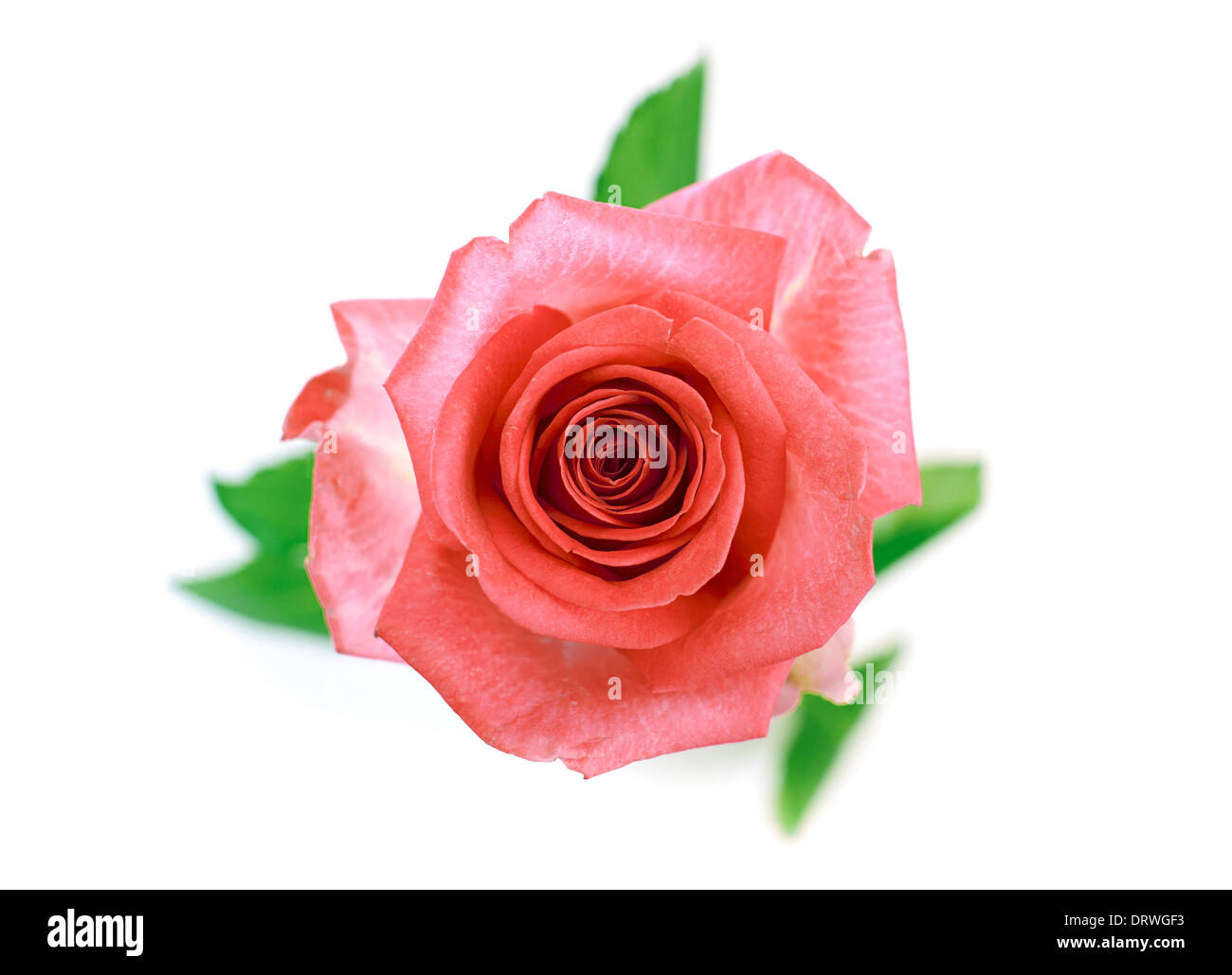 Eine Nahaufnahme der roten rose auf weißem Hintergrund. Stockfoto