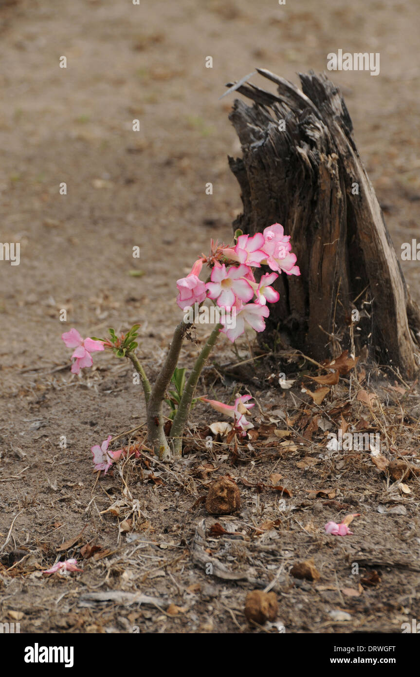 Desert rose (Adenium Obesum) in Blume, Selous Game Reserve, Tansania Stockfoto