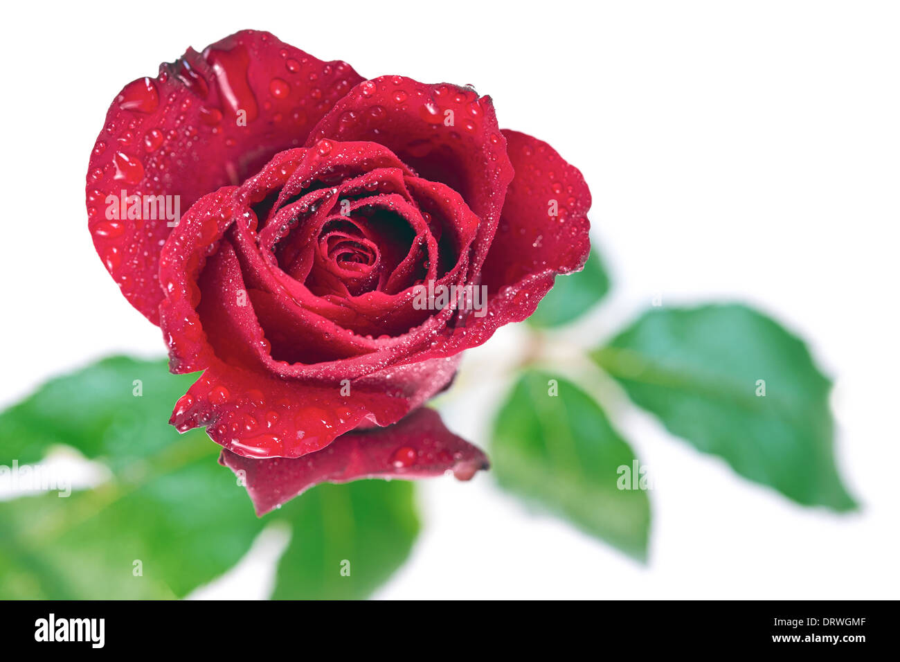 Eine Nahaufnahme der roten rose auf weißem Hintergrund. Stockfoto