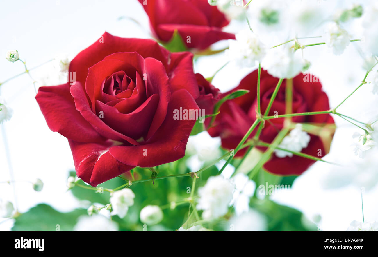 Eine Nahaufnahme der roten rose auf weißem Hintergrund. Stockfoto