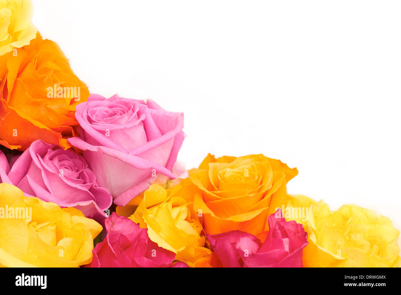 Eine Nahaufnahme von rosa Rosen auf weißem Hintergrund. Stockfoto