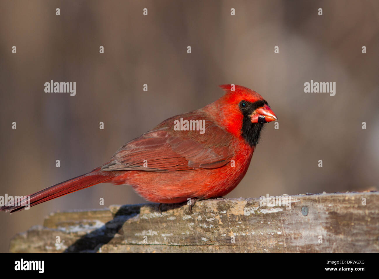 Nördlichen Kardinal männlich im Winterkleid. Stockfoto