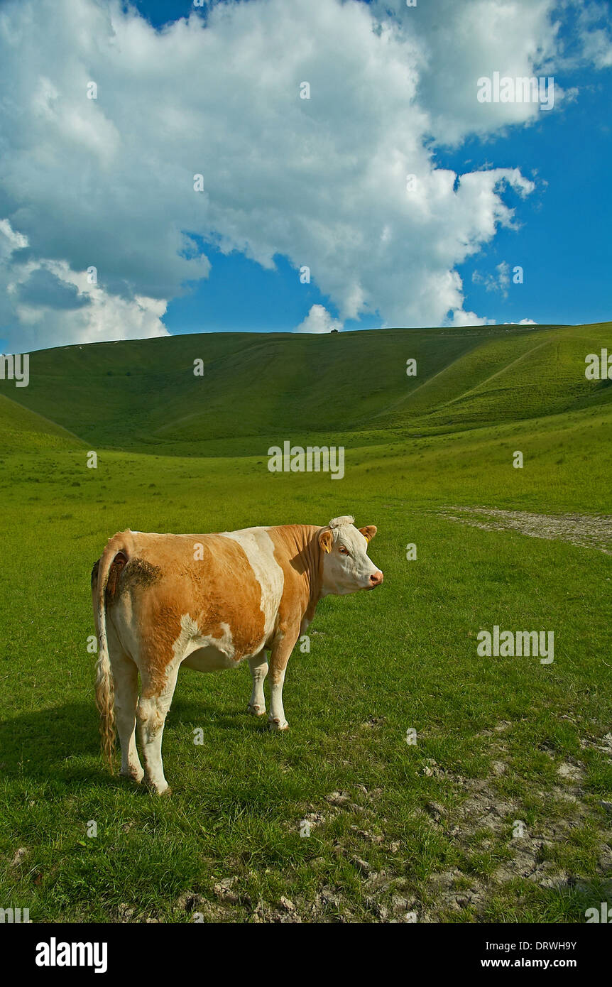 Braune und weiße Kuh stehend im Feld. Stockfoto
