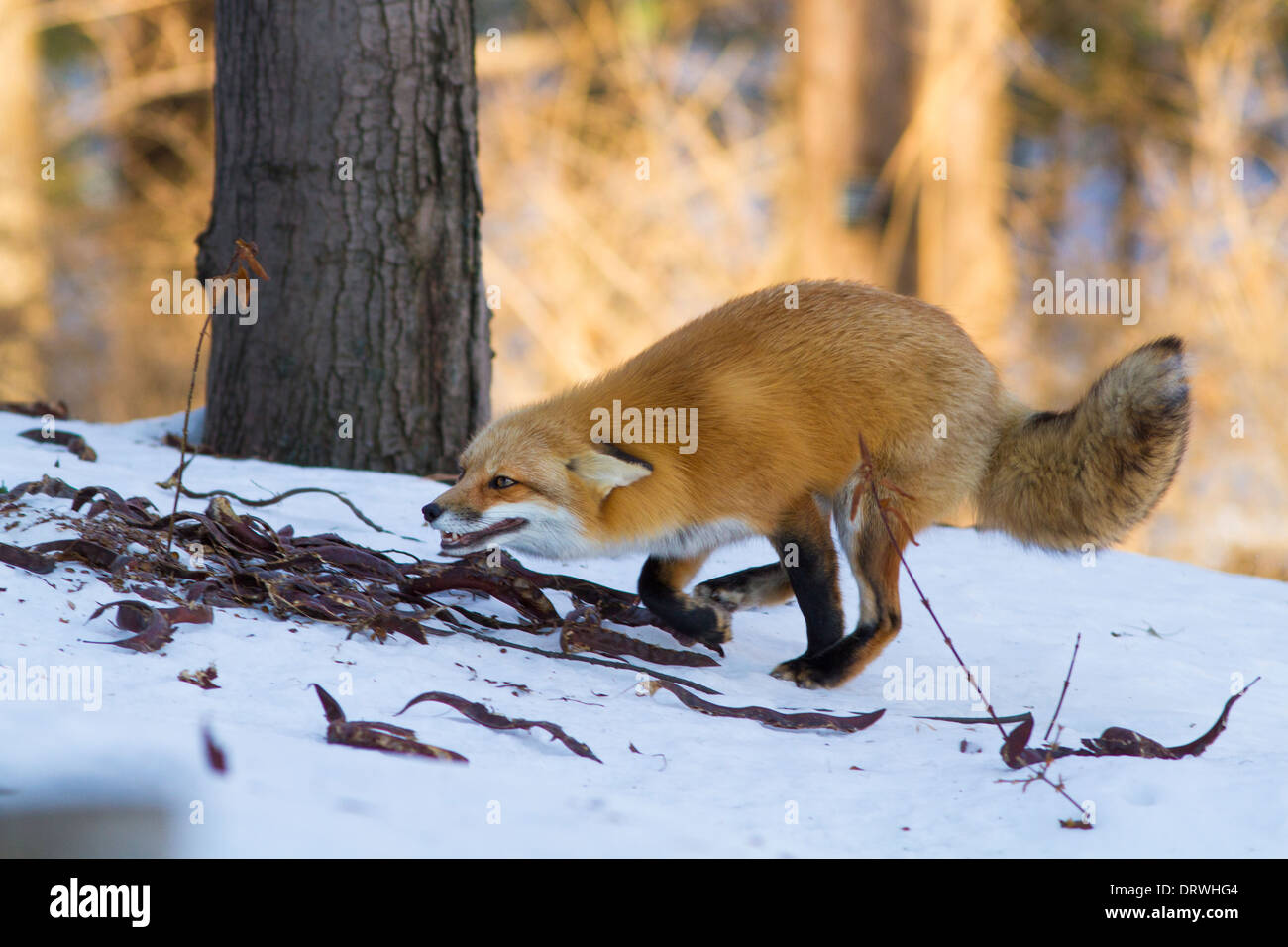 Eine wilde Rotfuchs jagen Mäuse im Winter. Stockfoto