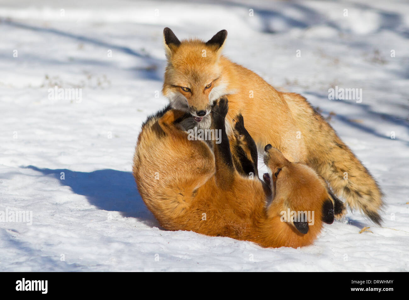 Zwei männliche Rotfuchs kämpfen während der Paarungszeit im Schnee-Quebec Kanada Stockfoto