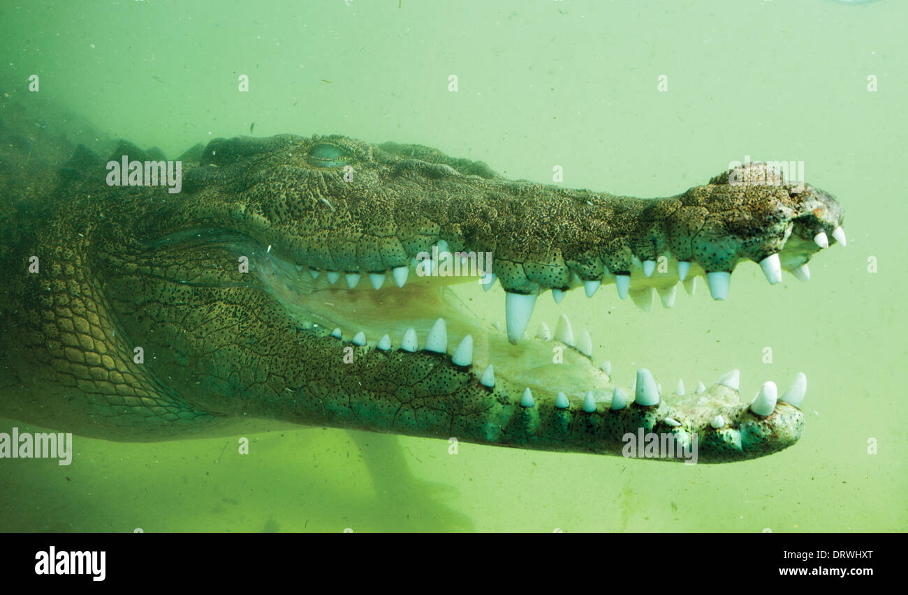 Australische Krokodil aus dem Zoo in Alice Springs Stockfoto